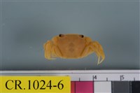 藏品(絨毛近方蟹)的圖片